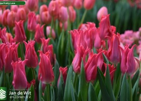Tulipa Pretty Love ® (3)